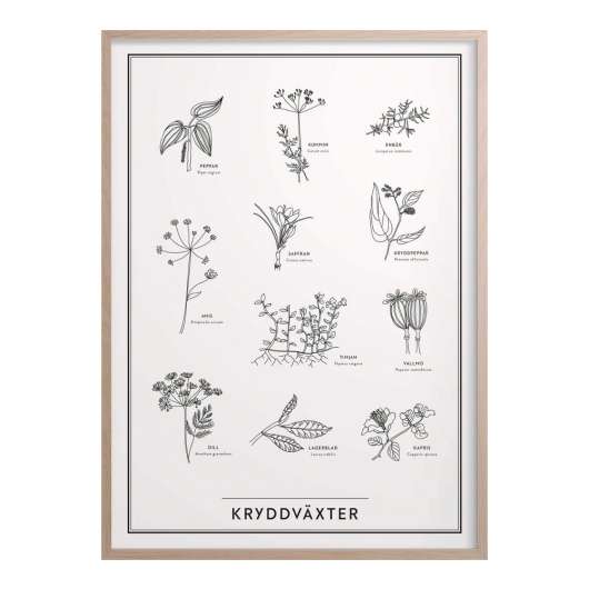 Kunskapstavlan® - Kunskapstavlan Poster 50x70 cm Kryddväxter